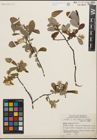 Foto von Salix humilis Marshall